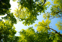 Photo of Parcul Natural Nisipurile de Aur – oaza verde a stațiunii