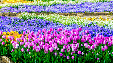 Photo of Ботаническата градина в Балчик: Пъстра феерия от цветове